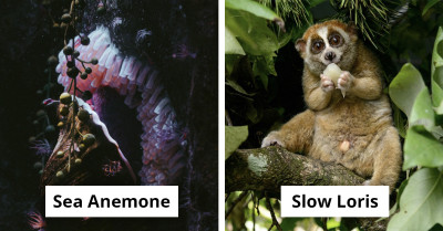 The World’s Slowest Animals