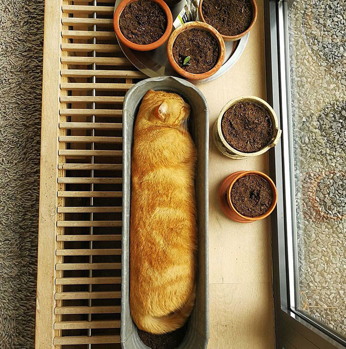 23. Cat Baguette