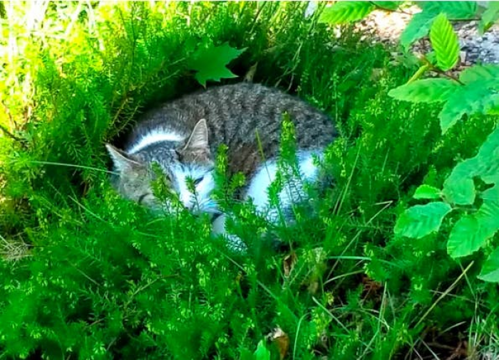 1. All this cat wants to do is to be one with nature: