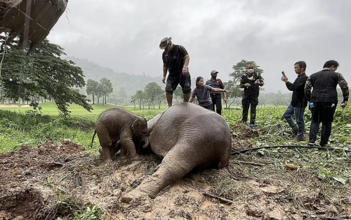 After heavy rainfall in Nakhon Nayok, Thailand, the 10-year-old mother elephant and her baby slipped on some mud and became trapped in a drain hole at Khao Yai National Park.