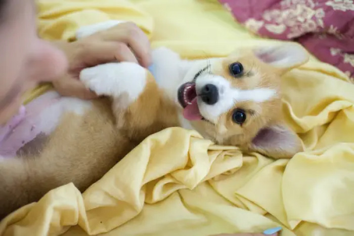 18. Belly rubs are essential for a good life.