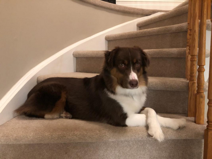 15. "My best bud Whisky has a very photogenic way of lying down. He'd take great school photos."