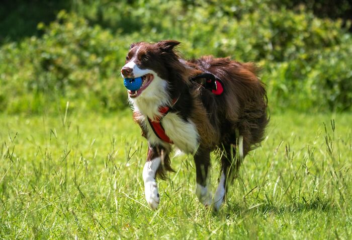 18. Most dogs need regular outdoor walks or playtime to expend their energy, which may contradict your lifestyle.