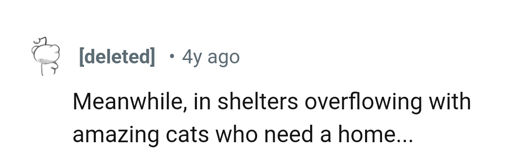 4. There are so many cats who need a home