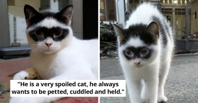 Cute Cat With Fur Markings That Make Him Resemble Zorro Fathers A Mini Version Of Zorro