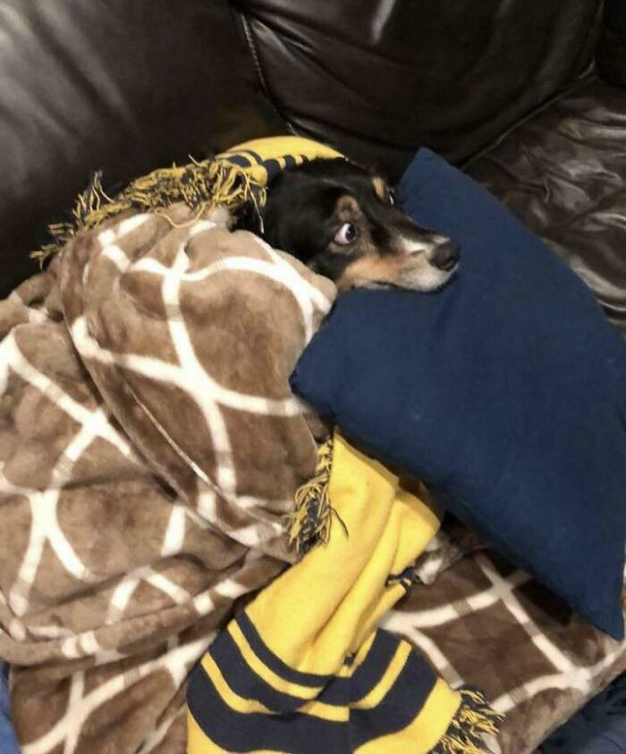 42. Doggo's reaction when there are 4th of July fireworks.