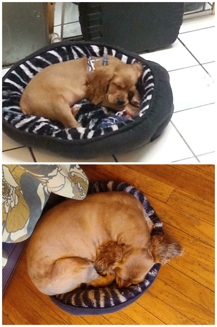 30. My beloved canine companion, on the first night they joined our family as a tiny puppy, and now, seven years down the road, still sharing the same cozy bed.