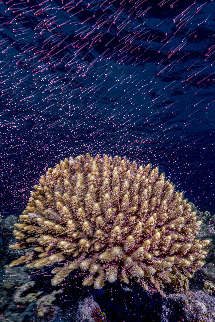 Coral Reefs, Category Winner: Underwater Meteor Shower By Dr. Tom Shlesinger