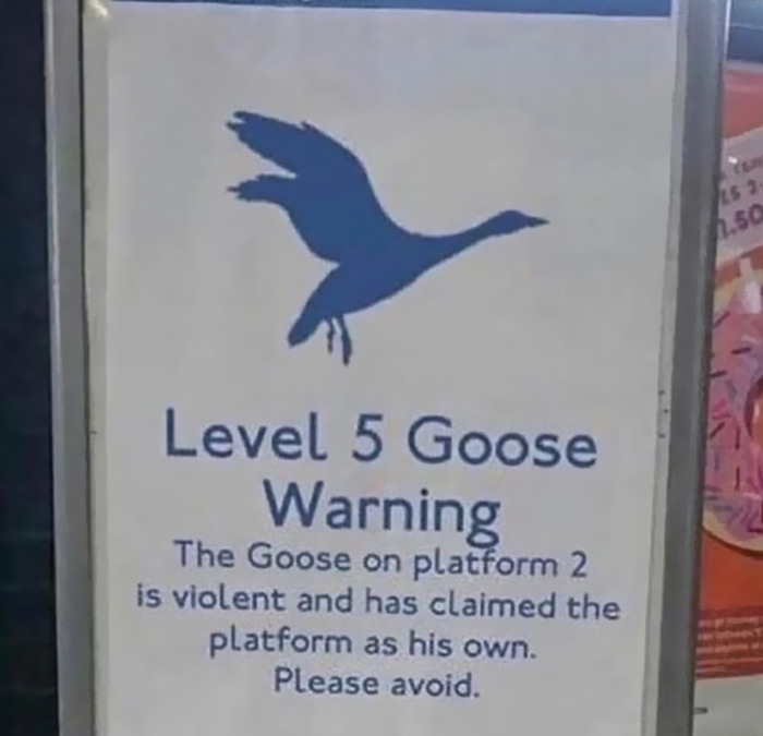 16. The goose owns the platform