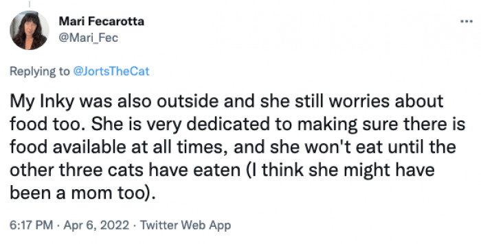 Food is a significant issue among rescues, and with their little mannerisms, you’ll figure out that it does stem from their life before.