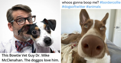 Energize Your Week With These 21 Hilarious And Adorable Posts Featuring Cats And Dogs