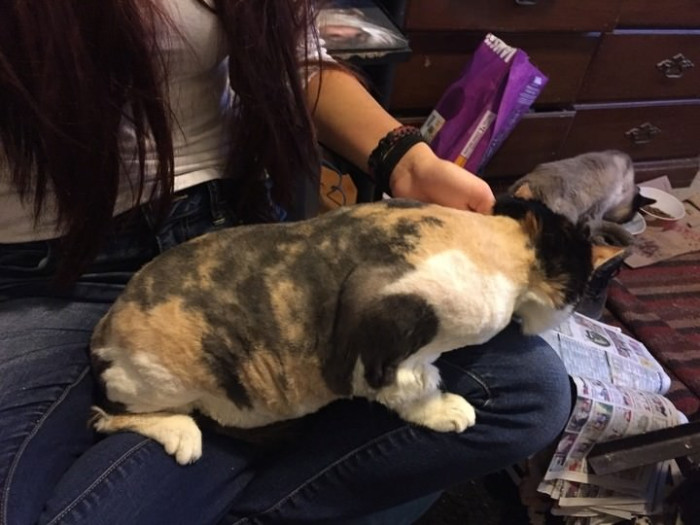 Now that Hidey has been relieved of all the tangles and dreadlocks in her fur, she is feeling much more content.