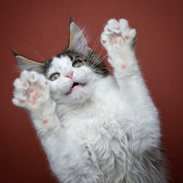 8. Gets your paws up!