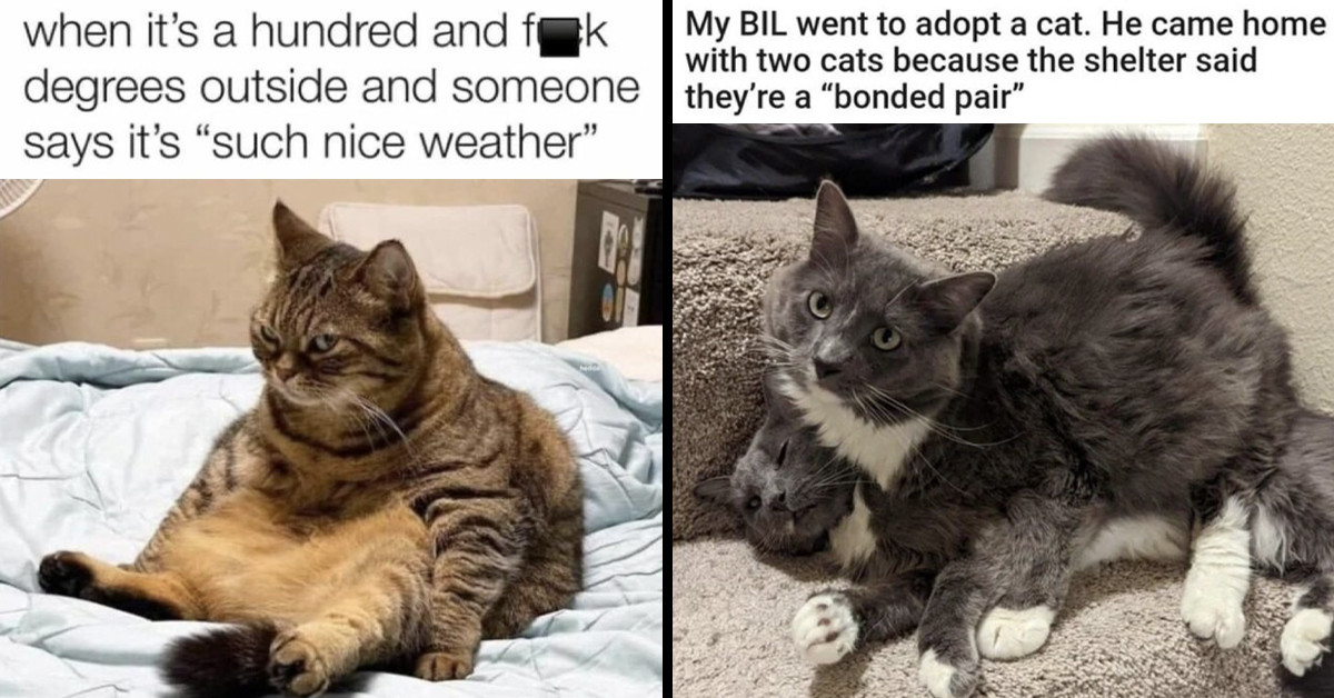 50 Hilarious Memes That Show The Exact And Accurate Picture Of What It’s Like To Live With Cats