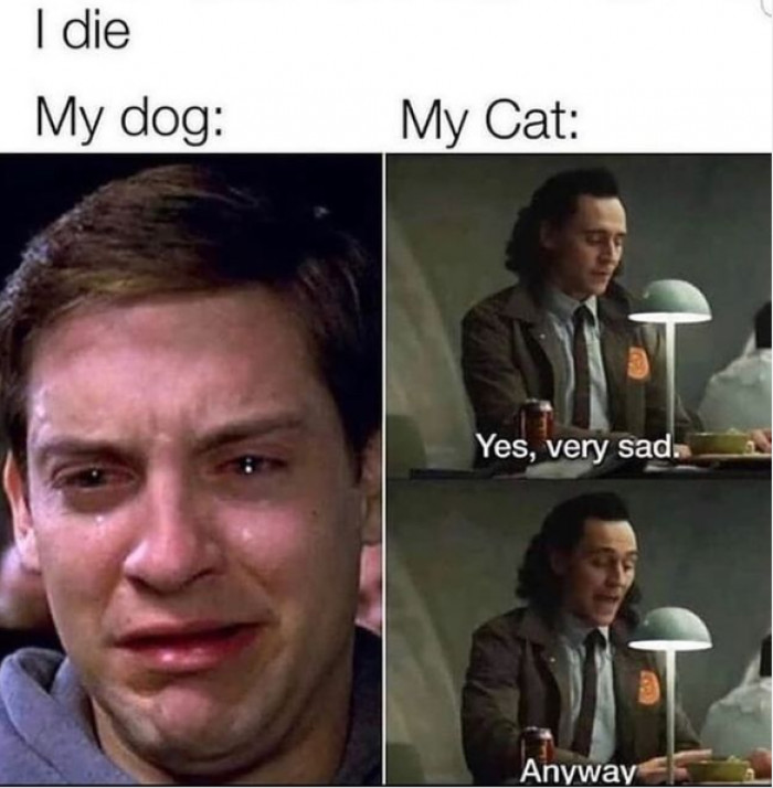 20. Well, cats know that life is short; there is no time for grieving.