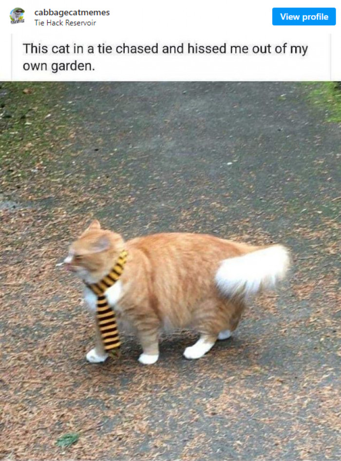 5. This is how powerful cats are