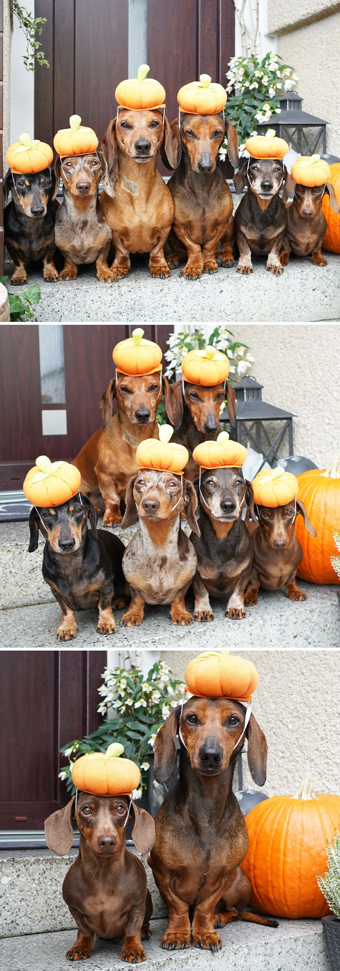 "The Cutest Pumpkins"