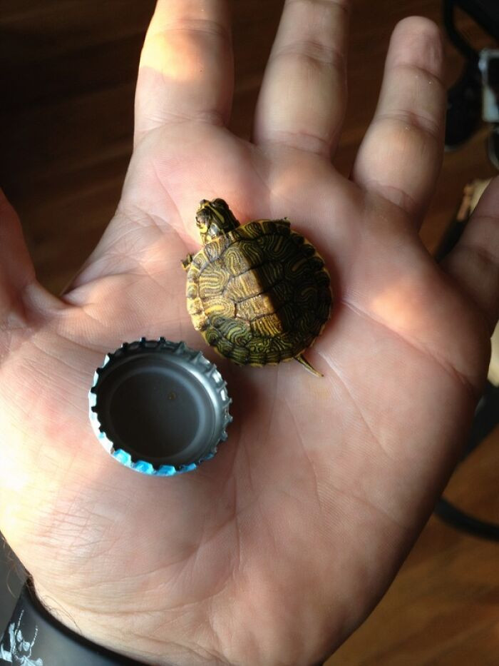 "Rescued 13 Baby Turtles. This Was The Smallest"