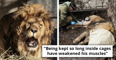 Lion, Forced to Stay Silent in Abandoned Zoo, Lets Out His First Roar Since Rescue