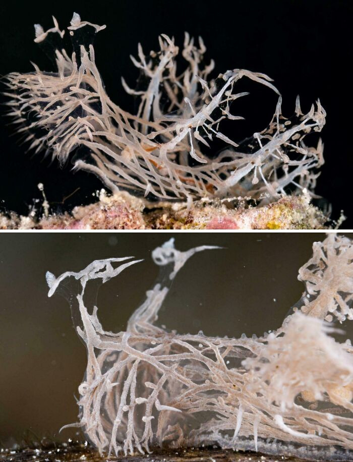 Known as the phantom nudibranch, this unusual sea slug has a body that’s nearly see-through, allowing a faint view of the fragile web of organs beneath its transparent skin.