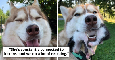 Brave Husky Discovers a Crate Full of Kittens in the Wilderness and Becomes Their Guardian
