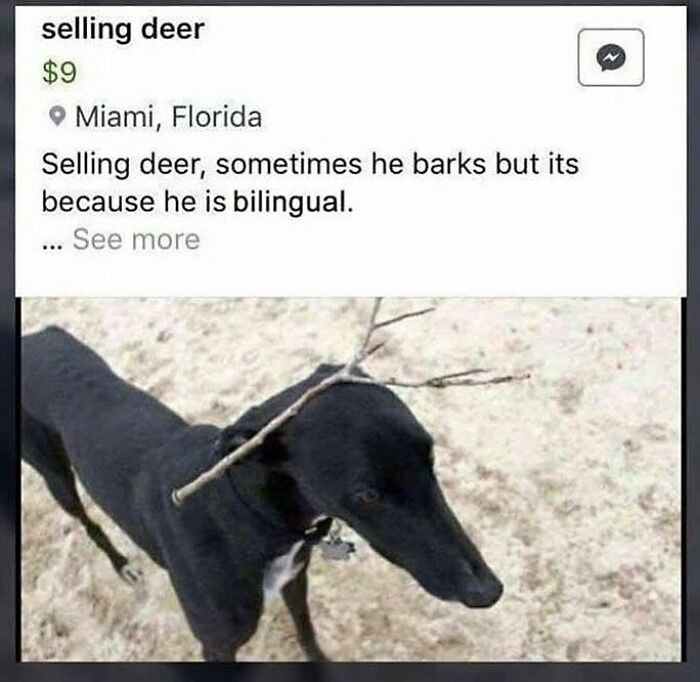 1. Honestly, nine dollars feels like a steal for a multilingual deer.