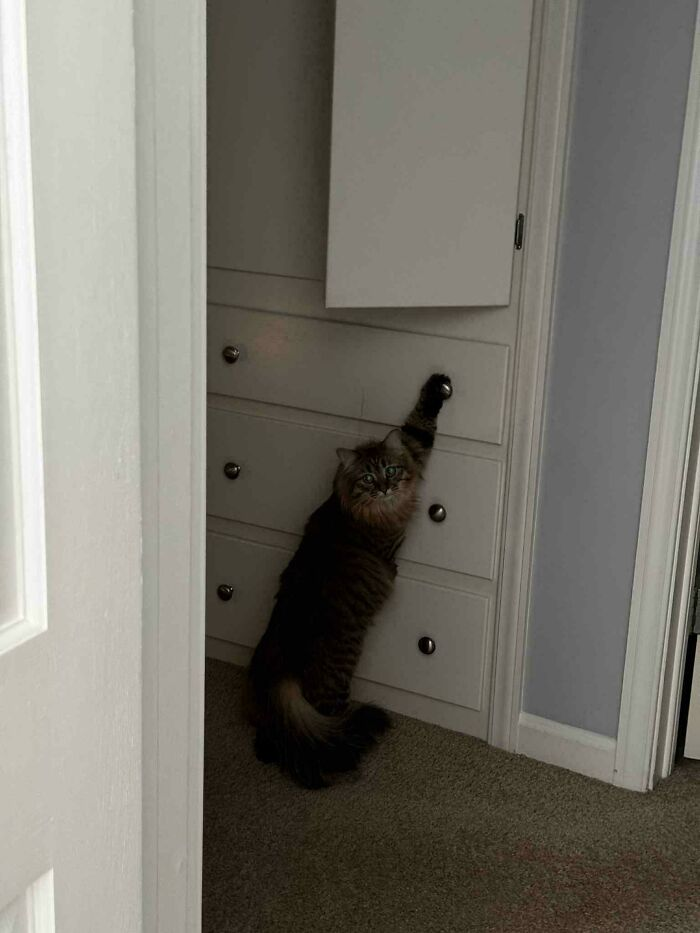 20. Caught red-pawed mid-heist. Drawer contents classified.