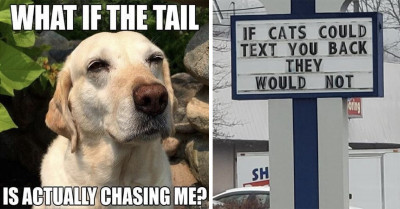 19 Utterly Hysterical Social Media Posts Featuring Cats And Dogs