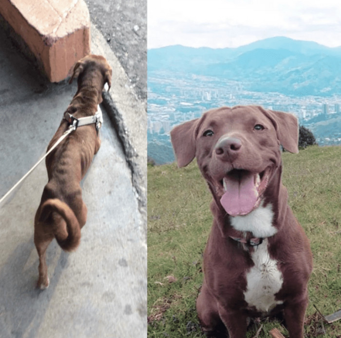 18. "Juno, my street dog’s, before and after!"