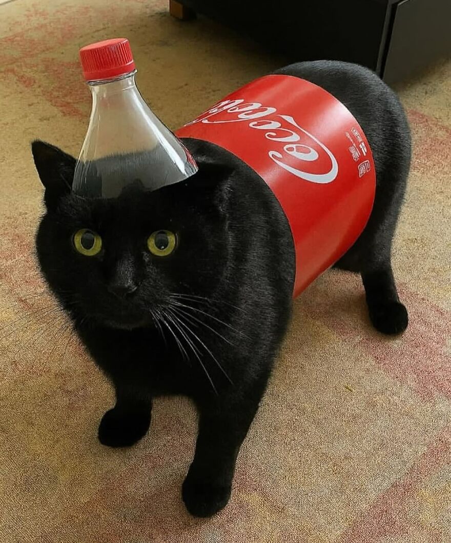 Limited edition: Cat-Cola.