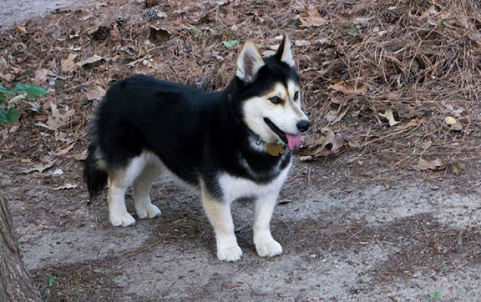 15. Horgi, which is a Corgi & Husky Mix