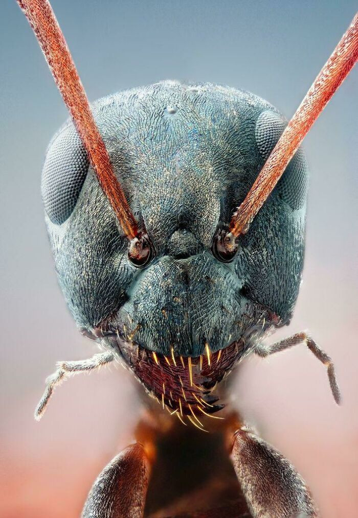 12. A Creepy Close-Up Of An Ant