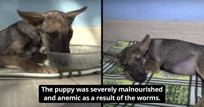 Rescue Worker Helps Worm-Infested Pup Deserted By Her Owners To Die, Giving Her A New Lease On Life