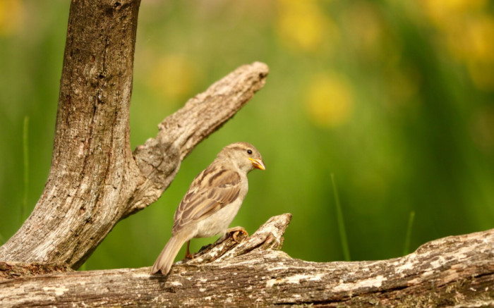 Fun Facts About Birds and Their Bodies