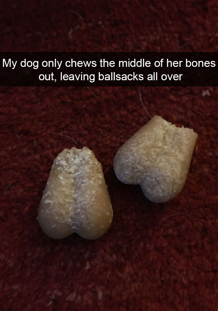 5. This dog isn't a fan of ballsack-shaped bones.