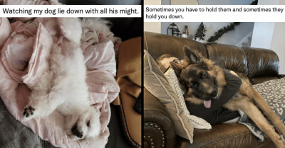 15 Sleepy Doggos Who Had Way Too Much Fun At The Park And Exhausted All Their Energy