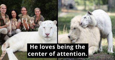 White Lion and White Tiger Produce Little White Liger Cubs, and They're Irresistibly Cute