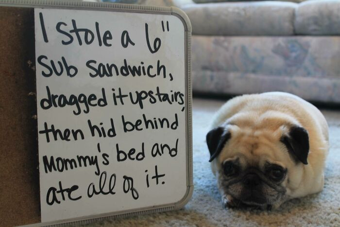"Pug Shaming"