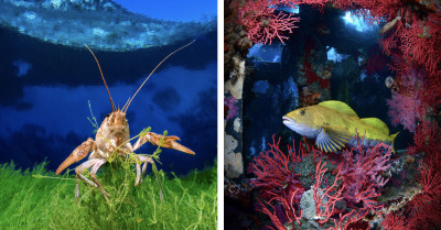 Best Underwater Photos of 2026 Capture Life Beneath the Waves