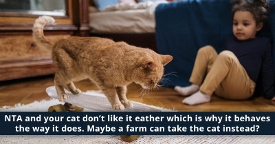 Woman Asks If She Is Wrong For Wanting To Get Rid Of The Cat She Rescued Because It Is Causing Harm To Her Kid