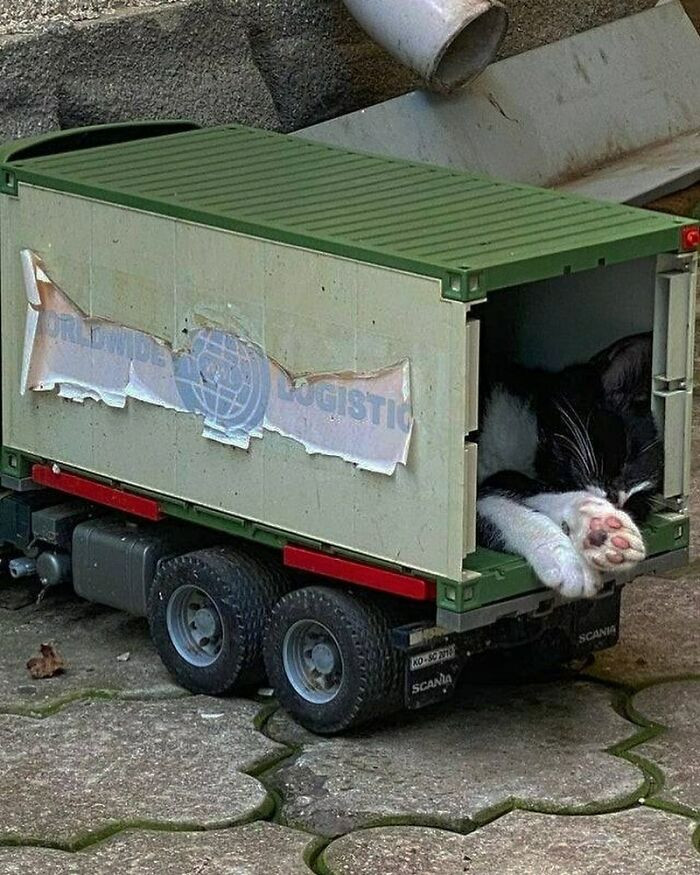 27. Don't worry, this animal can fit anywhere