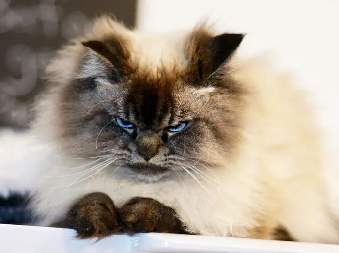 This cat has a perpetually scowling expression, and he appears perpetually angry, much to the delight of his cat parent.