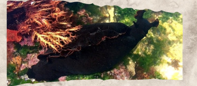 12 Black Animals With Some of Nature’s Darkest Coats and Skin