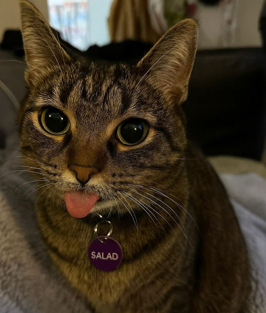 Salad’s not impressed with your life choices.