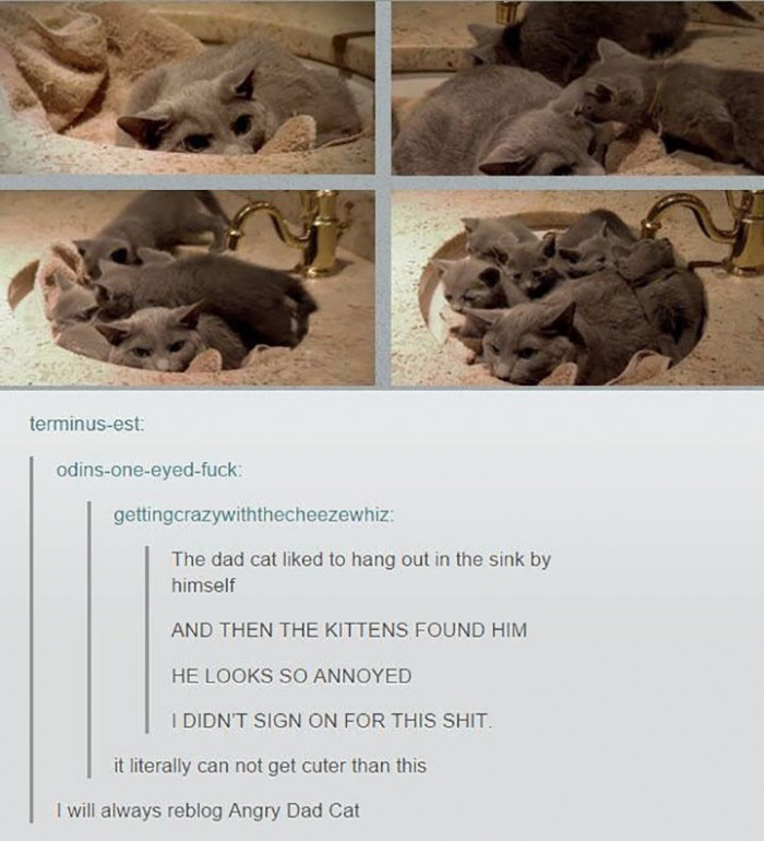 14. All about the angry dad cat