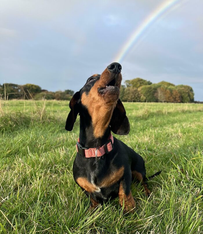 "Dudley Shoots Rainbows When He Barks"