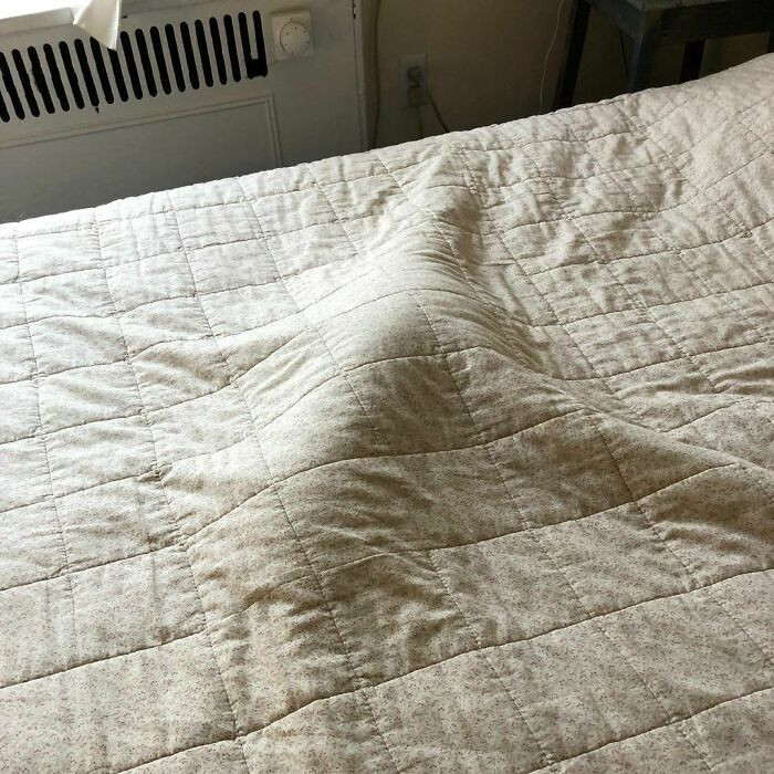 23. What if the dog's hooman didn't look before jumping into bed?