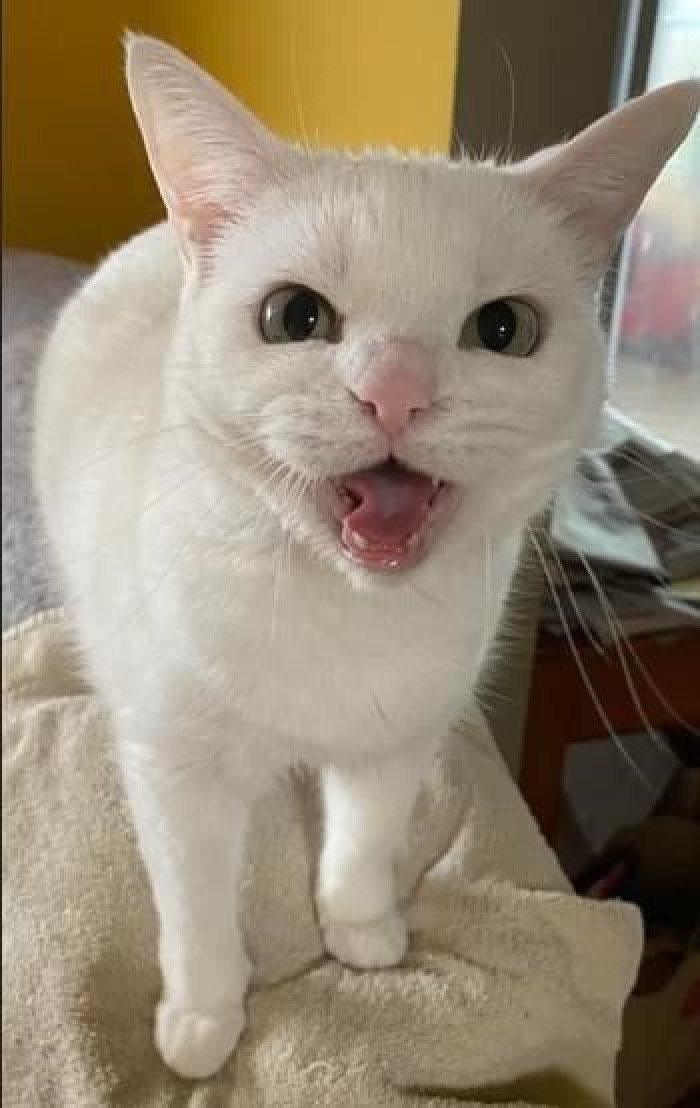 2. Are you the same hooman?