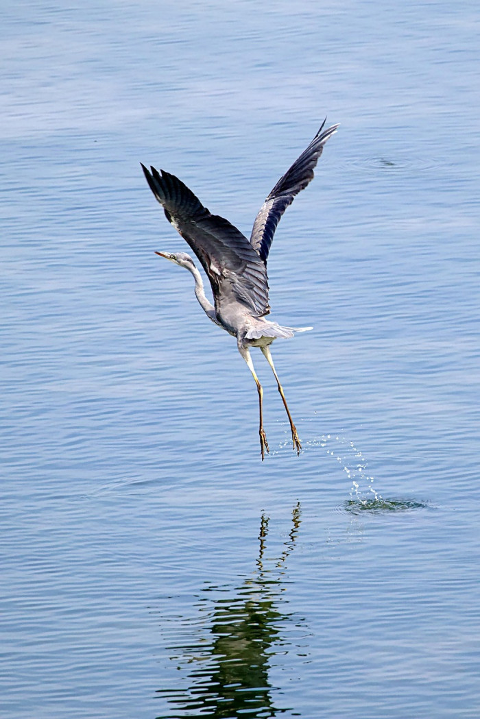 What Feathers Do During Flight