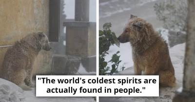 Stray Dog Endures Harrowing Cold And Snow, Awaiting Rescue